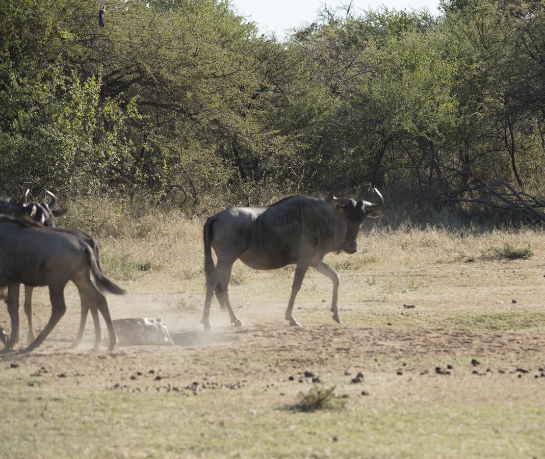 Phumelo Lodge Bela-Bela Eksteriør bilde