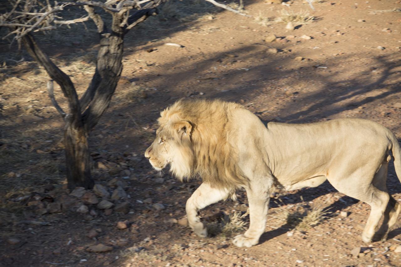 Phumelo Lodge Bela-Bela Eksteriør bilde