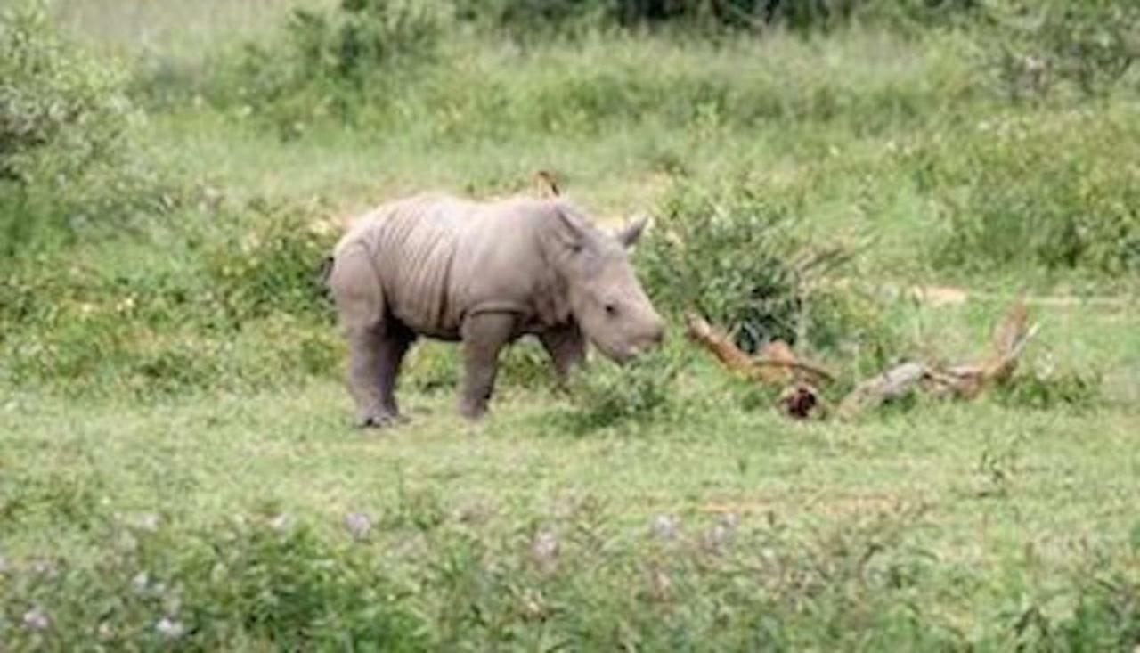 Phumelo Lodge Bela-Bela Eksteriør bilde