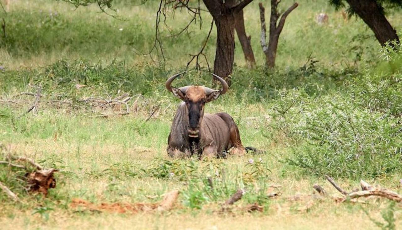 Phumelo Lodge Bela-Bela Eksteriør bilde